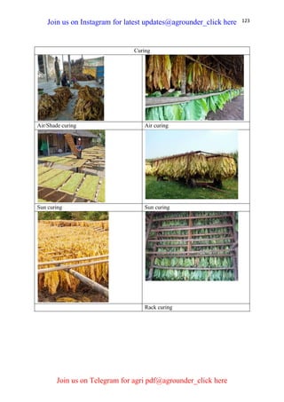 123
Curing
Air/Shade curing Air curing
Sun curing Sun curing
Rack curing
Join us on Instagram for latest updates@agrounder_click here
Join us on Telegram for agri pdf@agrounder_click here
 