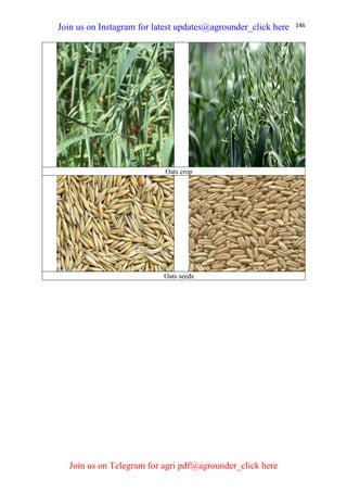 146
Oats crop
Oats seeds
Join us on Instagram for latest updates@agrounder_click here
Join us on Telegram for agri pdf@agrounder_click here
 