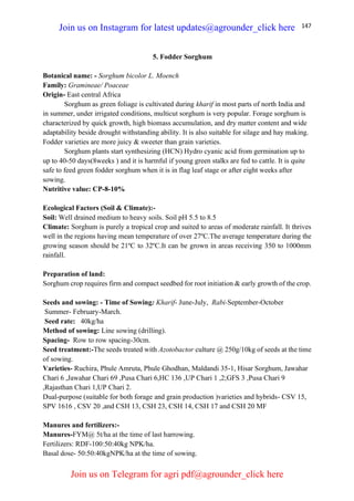 147
5. Fodder Sorghum
Botanical name: - Sorghum bicolor L. Moench
Family: Gramineae/ Poaceae
Origin- East central Africa
Sorghum as green foliage is cultivated during kharif in most parts of north India and
in summer, under irrigated conditions, multicut sorghum is very popular. Forage sorghum is
characterized by quick growth, high biomass accumulation, and dry matter content and wide
adaptability beside drought withstanding ability. It is also suitable for silage and hay making.
Fodder varieties are more juicy & sweeter than grain varieties.
Sorghum plants start synthesizing (HCN) Hydro cyanic acid from germination up to
up to 40-50 days(8weeks ) and it is harmful if young green stalks are fed to cattle. It is quite
safe to feed green fodder sorghum when it is in flag leaf stage or after eight weeks after
sowing.
Nutritive value: CP-8-10%
Ecological Factors (Soil & Climate):-
Soil: Well drained medium to heavy soils. Soil pH 5.5 to 8.5
Climate: Sorghum is purely a tropical crop and suited to areas of moderate rainfall. It thrives
well in the regions having mean temperature of over 27ºC.The average temperature during the
growing season should be 21ºC to 32ºC.It can be grown in areas receiving 350 to 1000mm
rainfall.
Preparation of land:
Sorghum crop requires firm and compact seedbed for root initiation & early growth of the crop.
Seeds and sowing: - Time of Sowing: Kharif- June-July, Rabi-September-October
Summer- February-March.
Seed rate: 40kg/ha
Method of sowing: Line sowing (drilling).
Spacing- Row to row spacing-30cm.
Seed treatment:-The seeds treated with Azotobactor culture @ 250g/10kg of seeds at the time
of sowing.
Varieties- Ruchira, Phule Amruta, Phule Ghodhan, Maldandi 35-1, Hisar Sorghum, Jawahar
Chari 6 ,Jawahar Chari 69 ,Pusa Chari 6,HC 136 ,UP Chari 1 ,2;GFS 3 ,Pusa Chari 9
,Rajasthan Chari 1,UP Chari 2.
Dual-purpose (suitable for both forage and grain production )varieties and hybrids- CSV 15,
SPV 1616 , CSV 20 ,and CSH 13, CSH 23, CSH 14, CSH 17 and CSH 20 MF
Manures and fertilizers:-
Manures-FYM@ 5t/ha at the time of last harrowing.
Fertilizers: RDF-100:50:40kg NPK/ha.
Basal dose- 50:50:40kgNPK/ha at the time of sowing.
Join us on Instagram for latest updates@agrounder_click here
Join us on Telegram for agri pdf@agrounder_click here
 