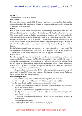 16
Botany: -
Chromosome No. : - 2n=20 i.e. 10 pairs.
Root System:-
The roots of the plant are superficial & fibrous. Adventitious roots emerge from the immediate
upper nodes and provide anchorage to the stem as it grows and becomes top heavy due to the
development of terminal head.
Stem:-
Stem or culm is solid, though the center may become spongy, with spaces in the pith. The
thickness of the stem at base varies from 1-5cm in diameter. The height of plant varies between
0.5m to 5m and is broader at the base and narrower at the upper end. The number of nodes
differ with varieties but in general the stems are made up of 7-18 nodes & internodes. There is
a groove on the internodes except on peduncle. The grooves are arranged alternately from one
side to another on each successive internode. Stem of sorghum may be quite juicy & sweet or
pithy & with very little juice. Fodder varieties are more juicy & sweeter than grain varieties.
Leaves:-
The leaf arises from each node and is about 30 to 135cm long and 1.5 – 13cm broad. The
number of leaves on the main stem varies from 7 to 24 according to variety. The arrangement
of leaves on the stem is usually alternate in two ranks on opposite sides of stem.
Inflorescence:-
The inflorescence of sorghum is a panicle. The panicles are commonly known as ‘heads’ and
vary a great deal in size ranging from 7.5 to 50cm in length & 4-20cm in width. It is a loose or
compact, having many primary branches borne on a hairy axis bearing paired spikelets. There
are two flowers in fertile spikelet, the lower sterile and upper fertile. Average panicle/head
contains about 45 g. of seed. The crop is cross pollinated to the extent of 95%, the seed is white
to dull white in colour. It is a short day plant.
Sorghum plants start synthesizing (HCN) Hydro cyanic acid from germination up to 8
weeks and it is harmful if young green stalks are fed to cattle. It is quite safe to feed green
fodder sorghum when it is in flag leaf stage.
Economic Importance:
1. It is fourth most important world cereal following wheat, rice & maize.
2. It is a staple food crop of the drier parts of tropical Africa, India & China.
3. The grain flour is used for preparation of rottees and brewing.
4. Ear heads of some sweet varieties Wani, Gulbhendi, Dagadi and Phule uttara are baked
on fire and eaten as ‘Hurda’.
5. The grain of some varieties is popped & consumed as pop grain.
6. The dry stalks and leaves called kadbi are used as fodder for cattle or also grown for
green fodder purpose.
7. Grain is also used for manufacturing starch, syrup, glucose, sugar tablets, oil, gluten &
a poultry feed.
8. It contains protein 9 to 11%
9. Sweet sorghum stalks are used for preparation of jaggery.
Join us on Instagram for latest updates@agrounder_click here
Join us on Telegram for agri pdf@agrounder_click here
 