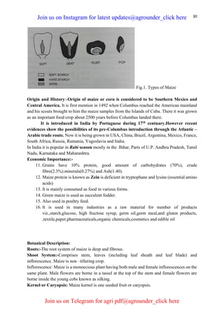 30
Fig.1. Types of Maize
Origin and History:-Origin of maize or corn is considered to be Southern Mexico and
Central America. It is first mention in 1492 when Columbus reached the American mainland
and his scouts brought to him the maize samples from the Islands of Cuba. There it was grown
as an important food crop about 2500 years before Columbus landed there.
It is introduced in India by Portuguese during 17th
centuary.However recent
evidences show the possibilities of its pre-Columbus introduction through the Atlantic –
Arabic trade route. Now it is being grown in USA, China, Brazil, Argentina, Mexico, France,
South Africa, Russia, Rumania, Yugoslavia and India.
In India it is popular in Rabi season mostly in the Bihar, Parts of U.P. Andhra Pradesh, Tamil
Nadu, Karnataka and Maharashtra.
Economic Importance:-
11. Grains have 10% protein, good amount of carbohydrates (70%), crude
fibre(2.3%).minerals(0.27%) and Ash(1.40).
12. Maize protein is known as Zein is deficient in tryptophane and lysine (essential amino
acids)
13. It is mainly consumed as food in various forms.
14. Green maize is used as succulent fodder.
15. Also used in poultry feed.
16. It is used in many industries as a raw material for number of products
viz.,starch,glucose, high fructose syrup, germ oil,germ meal,and gluten products,
,textile,paper,pharmaceuticals,organic chemicals,cosmetics and edible oil
Botanical Description:
Roots:-The root system of maize is deep and fibrous.
Shoot System:-Comprises stem, leaves (including leaf sheath and leaf blade) and
inflorescence. Maize is non –tillering crop.
Inflorescence: Maize is a monoecious plant having both male and female inflorescences on the
same plant. Male flowers are borne in a tassel at the top of the stem and female flowers are
borne inside the young cobs known as silking.
Kernel or Caryopsis: Maize kernel is one seeded fruit or caryopsis.
Join us on Instagram for latest updates@agrounder_click here
Join us on Telegram for agri pdf@agrounder_click here
 