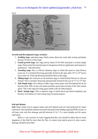 31
Fig.2
Growth and Development stages of maize:
1. Seedling stage: sprouting stage which comes about one week after sowing and plants
having 2-4 leaves at this stage.
2. Grand growth stage: this stage arrives about 35-45 DAS and plant is at knee height
stage. Plant needs first top dressing of nitrogenous fertilizer application and manual or
mechanical intercultivation.
3. Tasseling stage: this is a flower initiation stage at which the tassel or male flowers
come out. It is terminal flowering generally formed at the apex after 14th
or 15th
leaves
have come out. Final top-dressing should be done at this stage.
4. Silking stage: this is known as cob initiation stage at which female flowers or cobs are
formed. This is auxiliary flowering and generally formed in the axis of 11th
to 13th
leaf.
5. Soft dough stage: also called as milky stage where grains start developing but do no
become hard. Silks on the cob remain partially green and covering of the cobs remain
green. This is the stage for using green tender cobs for table purpose.
6. Hard –dough stage: This is maturity stage at which leaves get dried completely and
become very brittle.cit is harvesting stage for grain purpose.
Soil and climate:
Soil: Deep, fertile rich in organic matter and well drained soils are most preferred for maize
cultivation. Soil should be medium textured with good water holding capacity(WHC).Loam or
silt loam soils with fair drainage and pH between 6.5 to 7.5 is most suitable soil for maize
cultivation.
Maize is very sensitive to water logging therefore care should be taken that no water
stagnation in the field for more than 4to 5hrs. As maize crop mainly grown in rainy season,
drainage should be provided.
Join us on Instagram for latest updates@agrounder_click here
Join us on Telegram for agri pdf@agrounder_click here
 