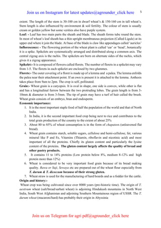 5
extent. The length of the stem is 30-100 cm in dwarf wheat’s & 150-160 cm in tall wheat’s.
Stem length is also influenced by environment & soil fertility. The colour of stem is usually
cream or golden yellow but some verities also have purple system.
Leaf: - Leaf has two main parts the sheath and blade. The sheath forms tube round the stem.
In most of wheat’s leaf sheath has a thin upright membranous projection (Called Ligule) at its
upper end where it join the blade. At base of the blade is claw like appendages called ‘auricles’
Inflorescence: - The flowering portion of the wheat plant is called ‘ear’ or ‘head’, botanically
it is a spike. Spikelets are systematically arranged and distributed along a common axis. The
central zigzag axis is the rachis. The spikelets are born on alternate sides of the rachis, which
gives it a zigzag appearance.
Spikelet:- It is composed of flowers called florets. The number of florets in a spikelet may vary
from 1-5. The florets in each spikelet are enclosed by two glummes.
Florets:- The outer covering of a floret is made up of a lemma and a palea. The lemma enfolds
the palea near their attachment point. If an own is present it is attached to the lemma. Anthesis
takes place from 9am to 2pm. The crop is self, pollinated.
Grain:- Wheat grain is a caryopsis. It is oval in shape, one side is convex, while other is flat
and has a longitudinal furrow between the two protruding lobes. The grain length is from 3-
10mm & diameter is from 3-5mm. The tip of grain may have a turf of hair called the brush.
Wheat grain consists of an embryo, bran and endosperm.
Economic importance:
1. It is the most important staple food of half the population of the world and that of North
India.
2. In India, it is the second important food crop being next to rice and contributes to the
total grain production of the country to the extent of about 25%
3. About 80 to 85% of wheat consumption is in the form of chapatees (unleavened flat
bread).
4. Wheat grain contains starch, soluble sugars, cellulose and hemi-cellulose, fat, various
mineral like P and Fe, Vitamins (Thiamin, riboflavin and nicotinic acid) and most
important of all the proteins. Chiefly its gluten content and particularly the lysine
content of the proteins. The gluten content largely affects the quality of bread and
other pastry products.
5. It contains 11 to 14% proteins (Low protein below 8%, medium 8-12% and high
protein more than 12%)
6. Wheat is considered to be very important food grain because of its bread making
quality. Rawa or Suji, Sewaya etc are prepared out of the wheat flour especially from
T. durum & T. dicoccum because of their strong gluten.
7. Wheat straw is used for the manufacturing of hard boards and as a fodder for the cattle.
Origin and history:-
Wheat crop was being cultivated since over 8000 years (pre-historic time). The origin of T.
aestivum wheat (salt/bread/sarbati wheat) is adjoining Hindukush mountains in North West
India, South West Afghanistan and adjoining Southern Mountainous region of USSR. The T.
durum wheat (macaroni/hard) has probably their origin in Abyssinia
Join us on Instagram for latest updates@agrounder_click here
Join us on Telegram for agri pdf@agrounder_click here
 