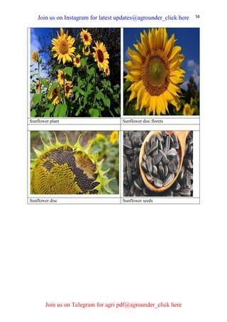 58
Sunflower plant Sunflower disc florets
Sunflower disc Sunflower seeds
Join us on Instagram for latest updates@agrounder_click here
Join us on Telegram for agri pdf@agrounder_click here
 