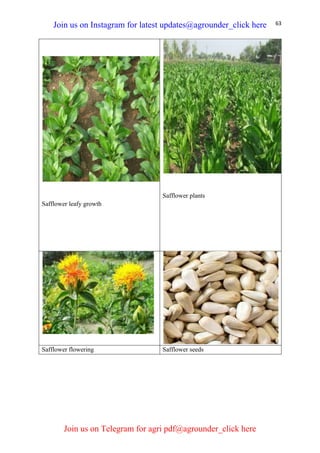 63
Safflower leafy growth
Safflower plants
Safflower flowering Safflower seeds
Join us on Instagram for latest updates@agrounder_click here
Join us on Telegram for agri pdf@agrounder_click here
 
