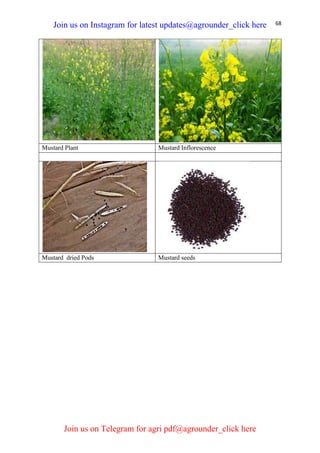 68
Mustard Plant Mustard Inflorescence
Mustard dried Pods Mustard seeds
Join us on Instagram for latest updates@agrounder_click here
Join us on Telegram for agri pdf@agrounder_click here
 