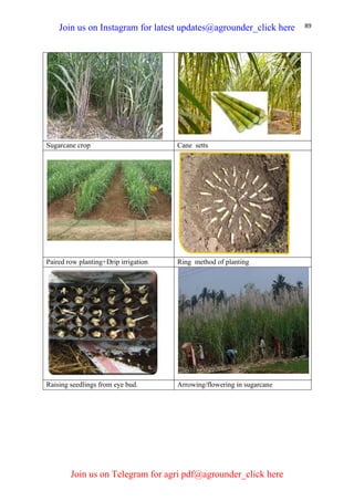 89
Sugarcane crop Cane setts
Paired row planting+Drip irrigation Ring method of planting
Raising seedlings from eye bud. Arrowing/flowering in sugarcane
Join us on Instagram for latest updates@agrounder_click here
Join us on Telegram for agri pdf@agrounder_click here
 