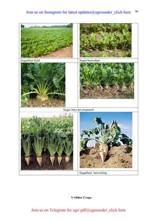 96
Sugarbeet field Sugar beet plant
Sugar beet development
Sugarbeet harvesting
V-Other Crops
Join us on Instagram for latest updates@agrounder_click here
Join us on Telegram for agri pdf@agrounder_click here
 