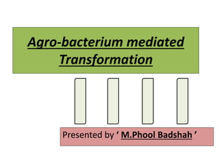 Agro-bacterium mediated
Transformation
Presented by ‘ M.Phool Badshah ’
 