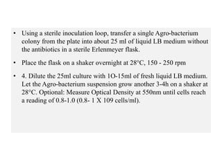• Using a sterile inoculation loop, transfer a single Agro-bacterium
colony from the plate into about 25 ml of liquid LB medium without
the antibiotics in a sterile Erlenmeyer flask.
• Place the flask on a shaker overnight at 28°C, 150 - 250 rpm
• 4. Dilute the 25ml culture with 1O-15ml of fresh liquid LB medium.
Let the Agro-bacterium suspension grow another 3-4h on a shaker at
28°C. Optional: Measure Optical Density at 550nm until cells reach
a reading of 0.8-1.0 (0.8- 1 X 109 cells/ml).
 