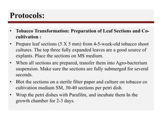 Protocols:
• Tobacco Transformation: Preparation of Leaf Sections and Co-
cultivation :
• Prepare leaf sections (5 X 5 mm) from 4-5-week-old tobacco shoot
cultures. The top three fully expanded leaves are a good source of
explants. Place the sections on MS medium.
• When all sections are prepared, transfer them into Agro-bacterium
suspension. Make sure the sections are fully submerged for several
seconds.
• Blot the sections on a sterile filter paper and culture on tobacco co
cultivation medium SM, 30-40 sections per petri dish.
• Wrap the petri dishes with Parafilm, and incubate them In the
growth chamber for 2-3 days.
 