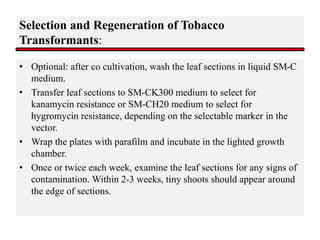 Selection and Regeneration of Tobacco
Transformants:
• Optional: after co cultivation, wash the leaf sections in liquid SM-C
medium.
• Transfer leaf sections to SM-CK300 medium to select for
kanamycin resistance or SM-CH20 medium to select for
hygromycin resistance, depending on the selectable marker in the
vector.
• Wrap the plates with parafilm and incubate in the lighted growth
chamber.
• Once or twice each week, examine the leaf sections for any signs of
contamination. Within 2-3 weeks, tiny shoots should appear around
the edge of sections.
 