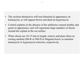 hj
• The sections themselves will turn bleached in appearance on
kanamycin, or will appear brown and dead on hygromycin.
• Control explants in the absence of the antibiotics remain healthy and
green in appearance, and will regenerate large numbers of shoots
around the explant at the cut surface.
• When shoots are 10-15 mm in length, remove and place them on
rooting medium MS-K or MS-H in Magenta boxes, to maintain
kanamycin or hygromycin selection, respectively.
 