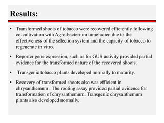 Results:
• Transformed shoots of tobacco were recovered efficiently following
co-cultivation with Agro-bacterium tumefacien due to the
effectiveness of the selection system and the capacity of tobacco to
regenerate in vitro.
• Reporter gene expression, such as for GUS activity provided partial
evidence for the transformed nature of the recovered shoots.
• Transgenic tobacco plants developed normally to maturity.
• Recovery of transformed shoots also was efficient in
chrysanthemum . The rooting assay provided partial evidence for
transformation of chrysanthemum. Transgenic chrysanthemum
plants also developed normally.
 
