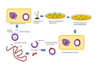 Agro-Bacterium mediated transformation.pptx
