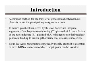 Introduction
• A common method for the transfer of genes into dicotyledonous
plants is to use the plant pathogen Agro-bacterium.
• In nature, plant cells infected by this soil bacterium integrate
segments of the large tumor-inducing (Ti) plasmid of A. tumafaciens
or the root-inducing (Ri) plasmid of A. rhizogenes into their nuclear
genomes, leading to crown gall or hairy root disease, respectively.
• To utilize Agro-bacterium to genetically modify crops, it is essential
to have T-DNA vectors into which target genes can be inserted.
 