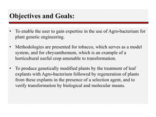 Objectives and Goals:
• To enable the user to gain expertise in the use of Agro-bacterium for
plant genetic engineering.
• Methodologies are presented for tobacco, which serves as a model
system, and for chrysanthemum, which is an example of a
horticultural useful crop amenable to transformation.
• To produce genetically modified plants by the treatment of leaf
explants with Agro-bacterium followed by regeneration of plants
from these explants in the presence of a selection agent, and to
verify transformation by biological and molecular means.
 