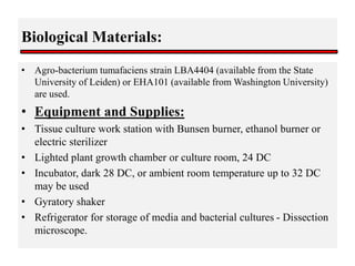 Biological Materials:
• Agro-bacterium tumafaciens strain LBA4404 (available from the State
University of Leiden) or EHA101 (available from Washington University)
are used.
• Equipment and Supplies:
• Tissue culture work station with Bunsen burner, ethanol burner or
electric sterilizer
• Lighted plant growth chamber or culture room, 24 DC
• Incubator, dark 28 DC, or ambient room temperature up to 32 DC
may be used
• Gyratory shaker
• Refrigerator for storage of media and bacterial cultures - Dissection
microscope.
 