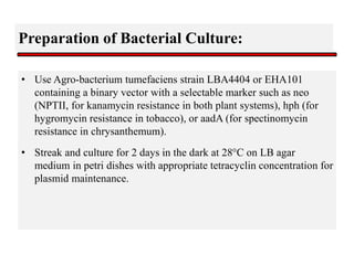 Preparation of Bacterial Culture:
• Use Agro-bacterium tumefaciens strain LBA4404 or EHA101
containing a binary vector with a selectable marker such as neo
(NPTII, for kanamycin resistance in both plant systems), hph (for
hygromycin resistance in tobacco), or aadA (for spectinomycin
resistance in chrysanthemum).
• Streak and culture for 2 days in the dark at 28°C on LB agar
medium in petri dishes with appropriate tetracyclin concentration for
plasmid maintenance.
 