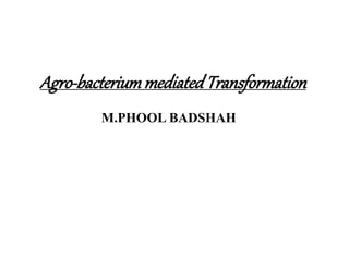Agro-bacteriummediatedTransformation
M.PHOOL BADSHAH
 