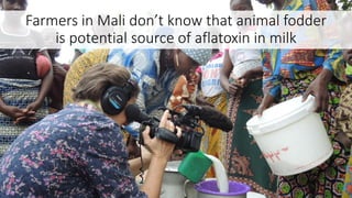 Farmers in Mali don’t know that animal fodder
is potential source of aflatoxin in milk
 