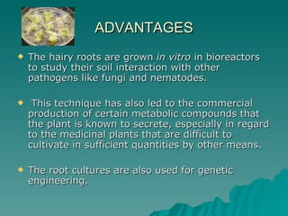 ADVANTAGES
   The hairy roots are grown in vitro in bioreactors
    to study their soil interaction with other
    pathogens like fungi and nematodes.

    This technique has also led to the commercial
    production of certain metabolic compounds that
    the plant is known to secrete, especially in regard
    to the medicinal plants that are difficult to
    cultivate in sufficient quantities by other means.

   The root cultures are also used for genetic
    engineering.
 