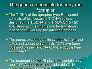 The genes responsible for hairy root
                formation
   The T-DNA of the agropine-type Ri-plasmid
    consists of two separate T-DNA regions
    designed the TL-DNA and TR-DNA (15 - 20
    kb).These two fragments can be transferred
    independently during the infection process.

   The genes encoding auxin synthesis (tms1 and
    tms2) and agropine synthesis (ags) have been
    localised on the TR-DNA of the agropine type
    Ri-plasmid.

   The mannopine type Ri-plasmids contain only
    one T-DNA that shares considerable DNA
 