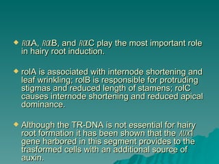    rolA, rolB, and rolC play the most important role
    in hairy root induction.

   rolA is associated with internode shortening and
    leaf wrinkling; rolB is responsible for protruding
    stigmas and reduced length of stamens; rolC
    causes internode shortening and reduced apical
    dominance.

   Although the TR-DNA is not essential for hairy
    root formation it has been shown that the aux1
    gene harbored in this segment provides to the
    trasformed cells with an additional source of
    auxin.
 