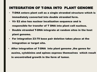 Agrobacterium tumefaciens | PPTX