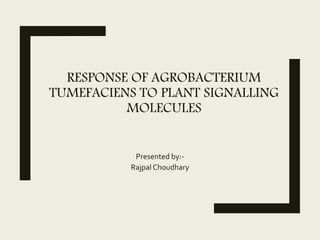 RESPONSE OF AGROBACTERIUM
TUMEFACIENS TO PLANT SIGNALLING
MOLECULES
Presented by:-
Rajpal Choudhary
 