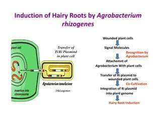 Induction of Hairy Roots by Agrobacterium
rhizogenes
Wounded plant cells
Signal Molecules
Recognition by
Agrobacterium
Attachemnt of
Agrobacterium With plant cells
Transfer of Ri plasmid to
wounded plant cells
Co-Cultivation
Integration of Ri plasmid
into plant genome
Hairy Root Induction
Transfer of
Ti/Ri Plasmind
in plant cell
/rhizogenes
 