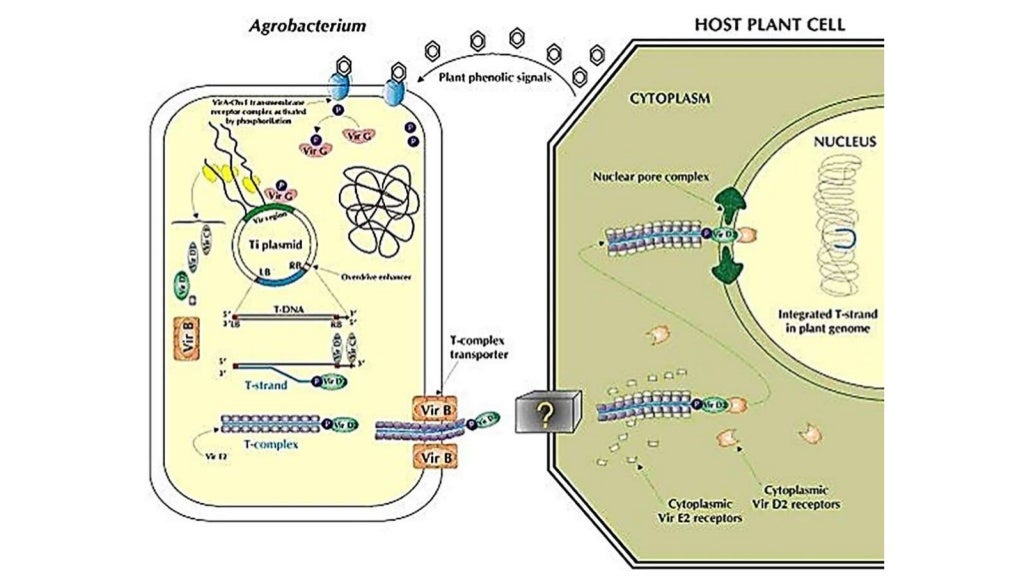 Agrobacterium Mediated Gene Transfer