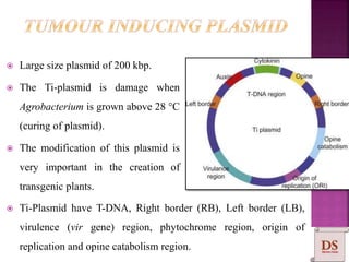  Large size plasmid of 200 kbp.
 The Ti-plasmid is damage when
Agrobacterium is grown above 28 °C
(curing of plasmid).
 The modification of this plasmid is
very important in the creation of
transgenic plants.
 Ti-Plasmid have T-DNA, Right border (RB), Left border (LB),
virulence (vir gene) region, phytochrome region, origin of
replication and opine catabolism region.
 