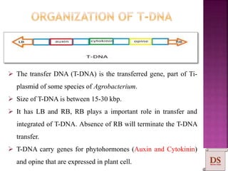  The transfer DNA (T-DNA) is the transferred gene, part of Ti-
plasmid of some species of Agrobacterium.
 Size of T-DNA is between 15-30 kbp.
 It has LB and RB, RB plays a important role in transfer and
integrated of T-DNA. Absence of RB will terminate the T-DNA
transfer.
 T-DNA carry genes for phytohormones (Auxin and Cytokinin)
and opine that are expressed in plant cell.
 