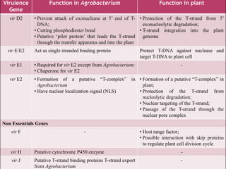 Virulence
Gene
Function in Agrobacterium Function in plant
vir D2 • Prevent attack of exonuclease at 5’ end of T-
DNA;
• Cutting phosphodiester bond
• Putative ‘pilot protein’ that leads the T-strand
through the transfer apparatus and into the plant
• Protection of the T-strand from 5’
exonucleolytic degradation;
• T-strand integration into the plant
genome
vir E/E2 Act as single stranded binding protein Protect T-DNA against nuclease and
target T-DNA to plant cell
vir E1 • Required for vir E2 except from Agrobacterium;
• Chaperone for vir E2
-
vir E2 • Formation of a putative “T-complex” in
Agrobacterium
• Have nuclear localization signal (NLS)
• Formation of a putative “T-complex” in
plant;
• Protection of the T-strand from
nucleolytic degradation;
• Nuclear targeting of the T-strand;
• Passage of the T-strand through the
nuclear pore complex
Non Essentials Genes
vir F - • Host range factor;
• Possible interaction with skip proteins
to regulate plant cell division cycle
vir H Putative cytochrome P450 enzyme -
vir J Putative T-strand binding proteins T-strand export
from Agrobacterium
-
 