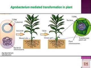 Agrobacterium mediated transformation in plant
 