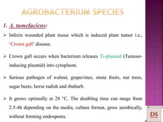 1. A. tumefaciens:
 Infects wounded plant tissue which is induced plant tumor i.e.,
‘Crown gall’ disease.
 Crown gall occurs when bacterium releases Ti-plasmid (Tumour-
inducing plasmid) into cytoplasm.
 Serious pathogen of walnut, grapevines, stone fruits, nut trees,
sugar beets, horse radish and rhubarb.
 It grows optimally at 28 °C. The doubling time can range from
2.5-4h depending on the media, culture format, grow aerobically,
without forming endospores.
 