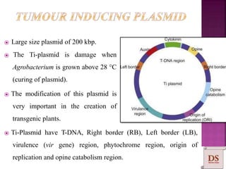 ⦿ Large size plasmid of 200 kbp.
⦿ The Ti-plasmid is damage when
Agrobacterium is grown above 28 °C
(curing of plasmid).
⦿ The modification of this plasmid is
very important in the creation of
transgenic plants.
⦿ Ti-Plasmid have T-DNA, Right border (RB), Left border (LB),
virulence (vir gene) region, phytochrome region, origin of
replication and opine catabolism region.
 