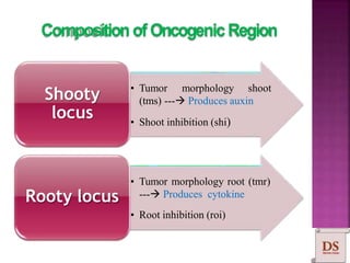 CompositionofOncogenicRegion
• Tumor morphology shoot
(tms) --- Produces auxin
• Shoot inhibition (shi)
Shooty
locus
• Tumor morphology root (tmr)
--- Produces cytokine
• Root inhibition (roi)
Rooty locus
 