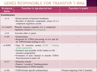 Virulence
Gene
Function in Agrobacterium Function in plant
Essential genes
vir A • Kinase protein in bacterial membrane;
• Receptor of phenolic compounds, sensor of a 2
component regulatory system
-
vir Aand G Phenolic response regulator of a 2 component
regulatory system (acetosyringone)
-
vir G Activates other vir genes
vir D1 • Endonuclease
• Required for T-DNA processing in-vivo and for
ds T-DNAborder nicking in-vitro
-
vir B/D4 • Type IV secretion system (T4SS - binding
system apparatus)
• Synthesis and assembly of the T-pilus (vir B2
encodes a prepropilin)
• Formation of pore channel to transfer T-DNA
from bacterium to plant cell
-
vir C1 • Stimulate transfer
• Putative “overdrive” binding protein;
• Enhancement of T-DNAtransfer
-
vir D2 • T-DNAborder specific endonuclease; • Nuclear targeting of the T-stranded;
 
