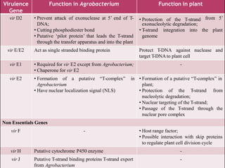 Virulence
Gene
Function in Agrobacterium
vir D2 • Prevent attack of exonuclease at 5’ end of T-
DNA;
• Cutting phosphodiester bond
• Putative ‘pilot protein’ that leads the T-strand
through the transfer apparatus and into the plant
Function in plant
• Protection of the T-strand from 5’
the plant
exonucleolytic degradation;
• T-strand integration into
genome
vir E/E2 Act as single stranded binding protein Protect T-DNA against nuclease and
target T-DNAto plant cell
vir E1 • Required for vir E2 except from Agrobacterium;
• Chaperone for vir E2
-
vir E2 • Formation of
Agrobacterium
• Have nuclear localization signal (NLS)
a putative “T-complex” in • Formation of a putative “T-complex” in
plant;
• Protection of the T-strand from
nucleolytic degradation;
• Nuclear targeting of the T-strand;
• Passage of the T-strand through the
nuclear pore complex
Non Essentials Genes
vir F - • Host range factor;
• Possible interaction with skip proteins
to regulate plant cell division cycle
vir H Putative cytochrome P450 enzyme -
vir J Putative T-strand binding proteins T-strand export
from Agrobacterium
-
 