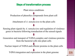 Stepsoftransformationprocess
Plant stress conditions
Production of phenolics compounds form plant cell
Attachment of A. tumefaciens to the plant cells
Sensing plant signals by A. tumefaciens and regulation of virulence
genes in bacteria following transduction of the sensed signals
Generation and transport of T-DNAcomplex and virulence proteins
from the bacterial cells into plant cells
Nuclear import of T-DNA and effecter proteins in the plant cells
T-DNAintegration and expression in the plant genome
 