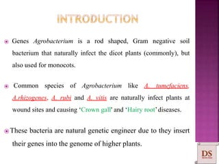⦿ Genes Agrobacterium is a rod shaped, Gram negative soil
bacterium that naturally infect the dicot plants (commonly), but
also used for monocots.
⦿ Common species of Agrobacterium like A. tumefaciens,
A.rhizogenes, A. rubi and A. vitis are naturally infect plants at
wound sites and causing ‘Crown gall' and ‘Hairy root’diseases.
⦿These bacteria are natural genetic engineer due to they insert
their genes into the genome of higher plants.
 