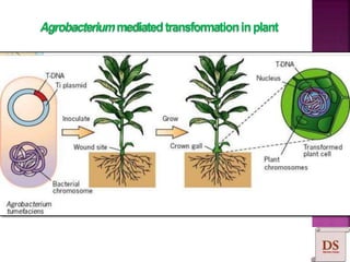 Agrobacteriummediatedtransformationinplant
 