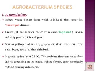 1. A. tumefaciens:
 Infects wounded plant tissue which is induced plant tumor i.e.,
‘Crown gall’disease.
 Crown gall occurs when bacterium releases Ti-plasmid (Tumour-
inducing plasmid) into cytoplasm.
 Serious pathogen of walnut, grapevines, stone fruits, nut trees,
sugar beets, horse radish and rhubarb.
 It grows optimally at 28 °C. The doubling time can range from
2.5-4h depending on the media, culture format, grow aerobically,
without forming endospores.
 