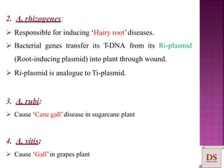 2. A. rhizogenes:
 Responsible for inducing ‘Hairy root’diseases.
 Bacterial genes transfer its T-DNA from its Ri-plasmid
(Root-inducing plasmid) into plant through wound.
 Ri-plasmid is analogue to Ti-plasmid.
3. A. rubi:
 Cause ‘Cane gall’disease in sugarcane plant
4. A. vitis:
 Cause ‘Gall’in grapes plant
 