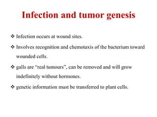 Infection and tumor genesis
 Infection occurs at wound sites.
 Involves recognition and chemotaxis of the bacterium toward
wounded cells.
 galls are “real tumours”, can be removed and will grow
indefinitely without hormones.
 genetic information must be transferred to plant cells.
 