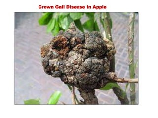 Crown Gall Disease In Apple
 