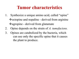Tumor characteristics
1. Synthesize a unique amino acid, called “opine”
octopine and nopaline - derived from arginine
agropine - derived from glutamate
2. Opine depends on the strain of A. tumefaciens.
3. Opines are catabolized by the bacteria, which
can use only the specific opine that it causes
the plant to produce.
 