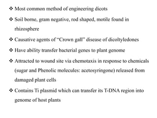  Most common method of engineering dicots
 Soil borne, gram negative, rod shaped, motile found in
rhizosphere
 Causative agents of “Crown gall” disease of dicoltyledones
 Have ability transfer bacterial genes to plant genome
 Attracted to wound site via chemotaxis in response to chemicals
(sugar and Phenolic molecules: acetosyringone) released from
damaged plant cells
 Contains Ti plasmid which can transfer its T-DNA region into
genome of host plants
 